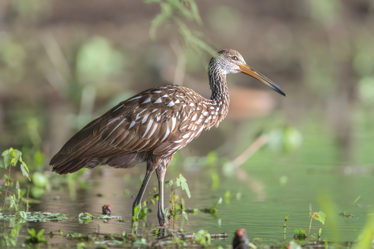 Limpkin - ML640123527