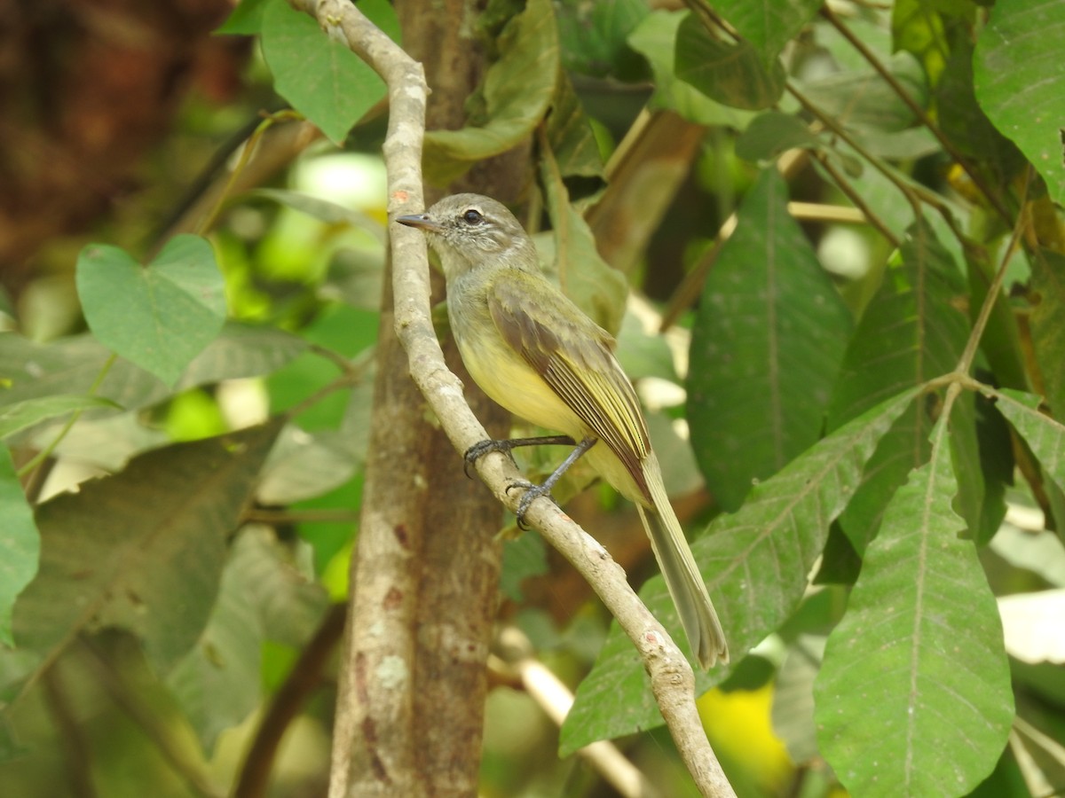 Greenish Elaenia - ML640123528