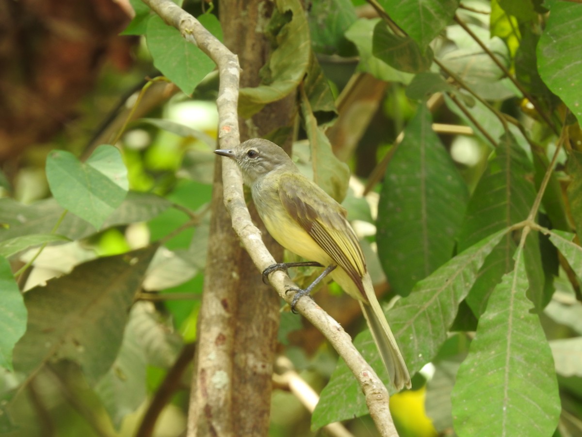Greenish Elaenia - ML640123529