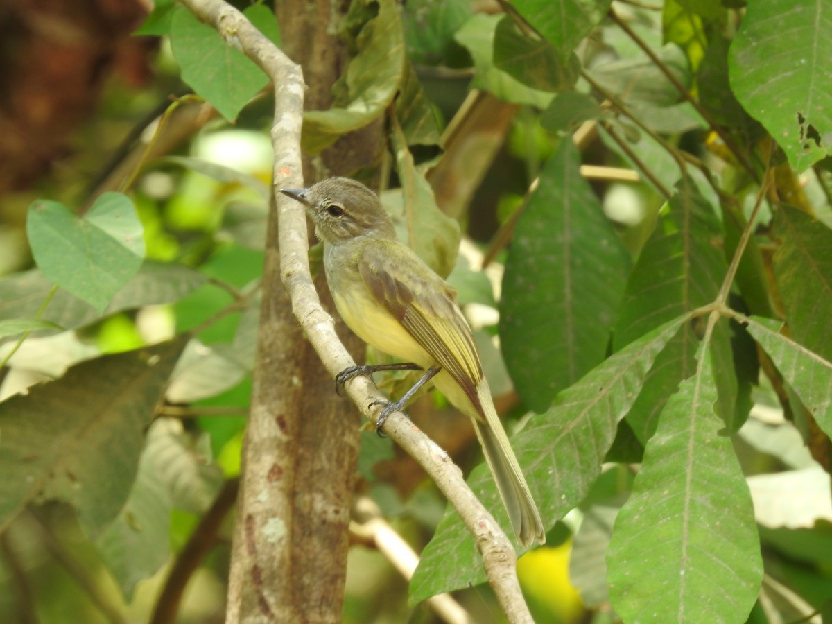 Greenish Elaenia - ML640123530