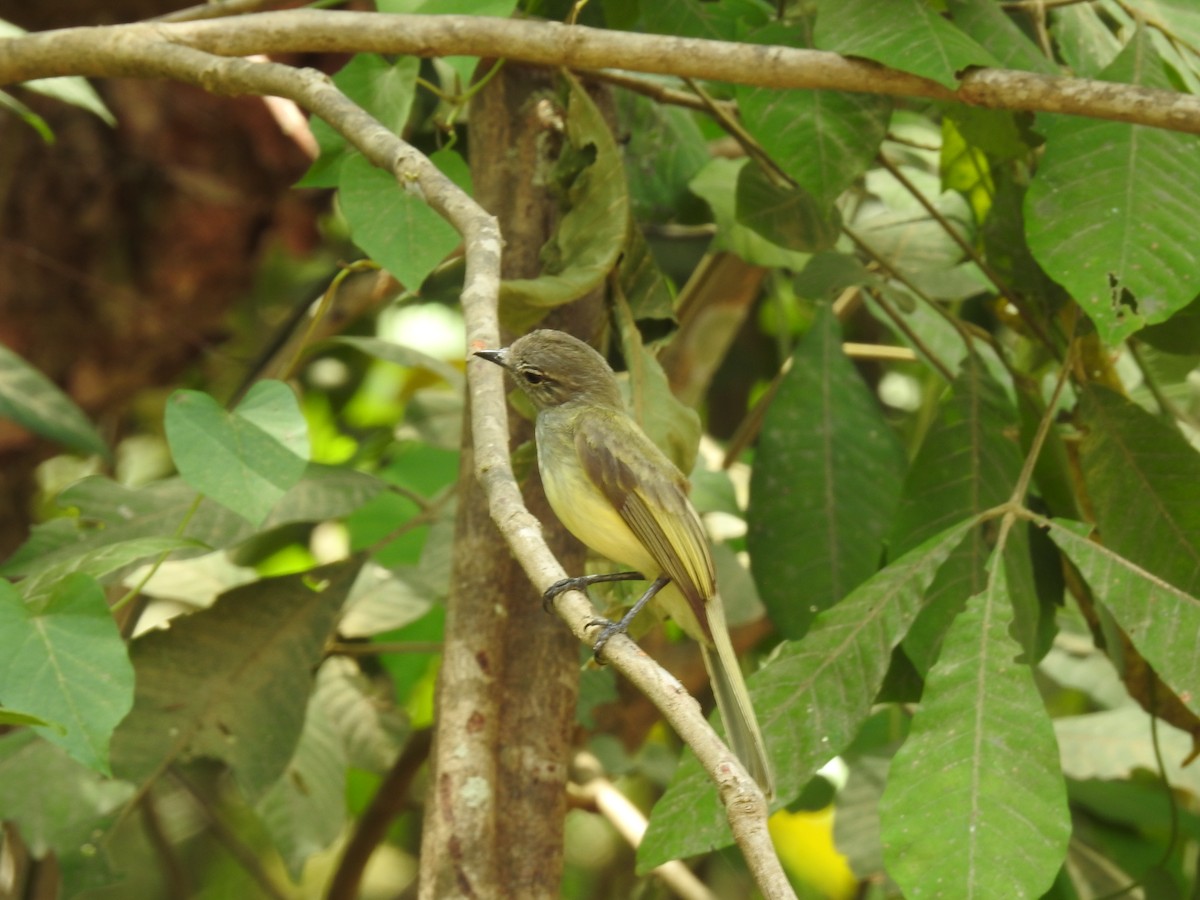 Greenish Elaenia - ML640123531