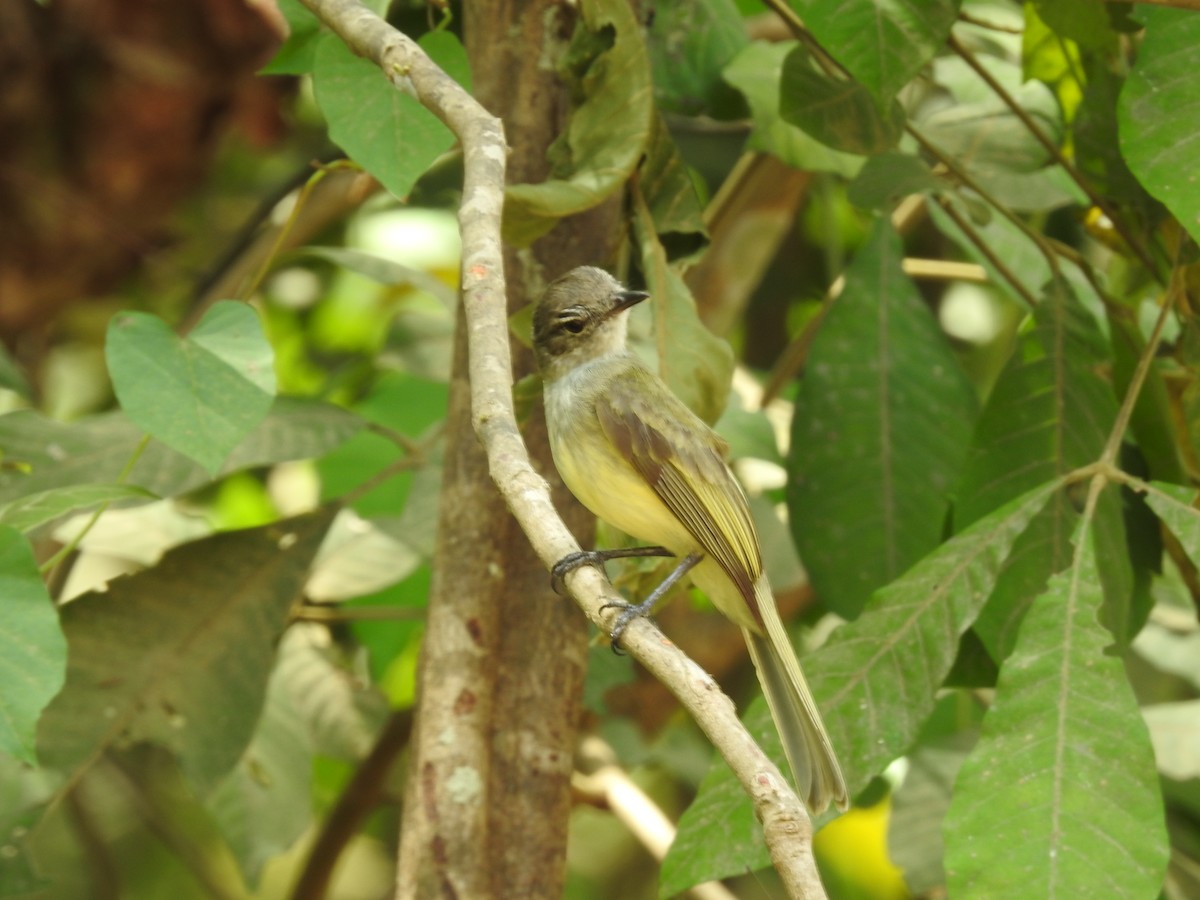 Greenish Elaenia - ML640123534