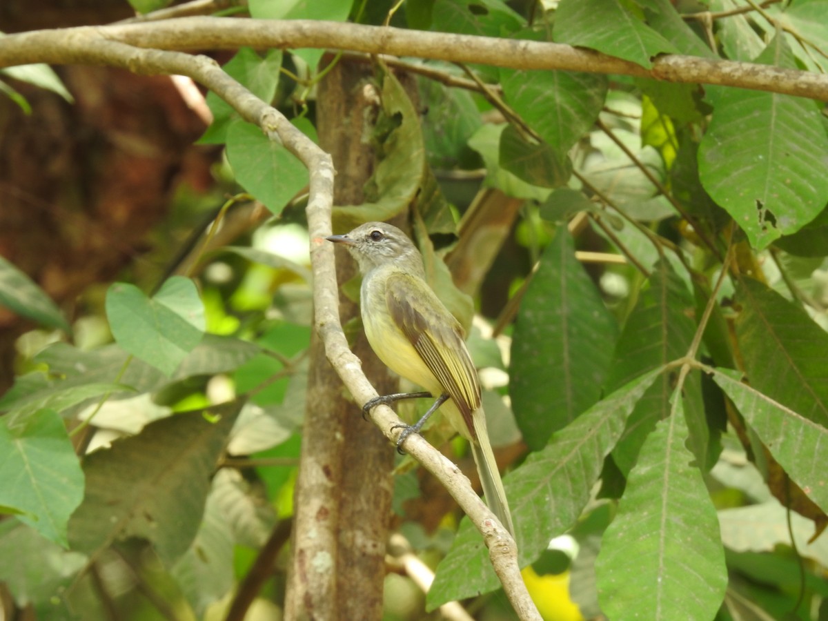 Greenish Elaenia - ML640123535