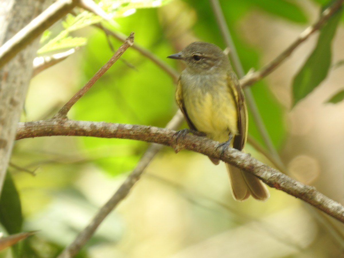 Greenish Elaenia - ML640123536