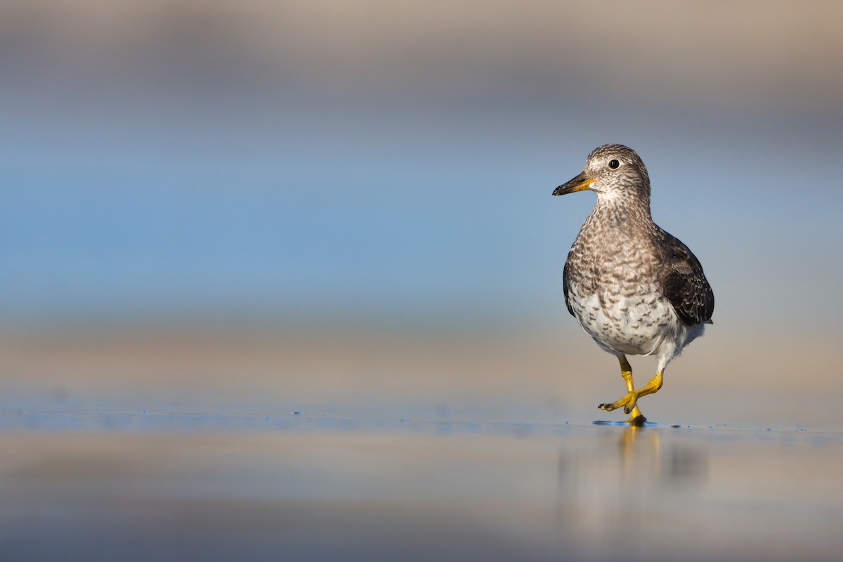 Surfbird - ML640123538