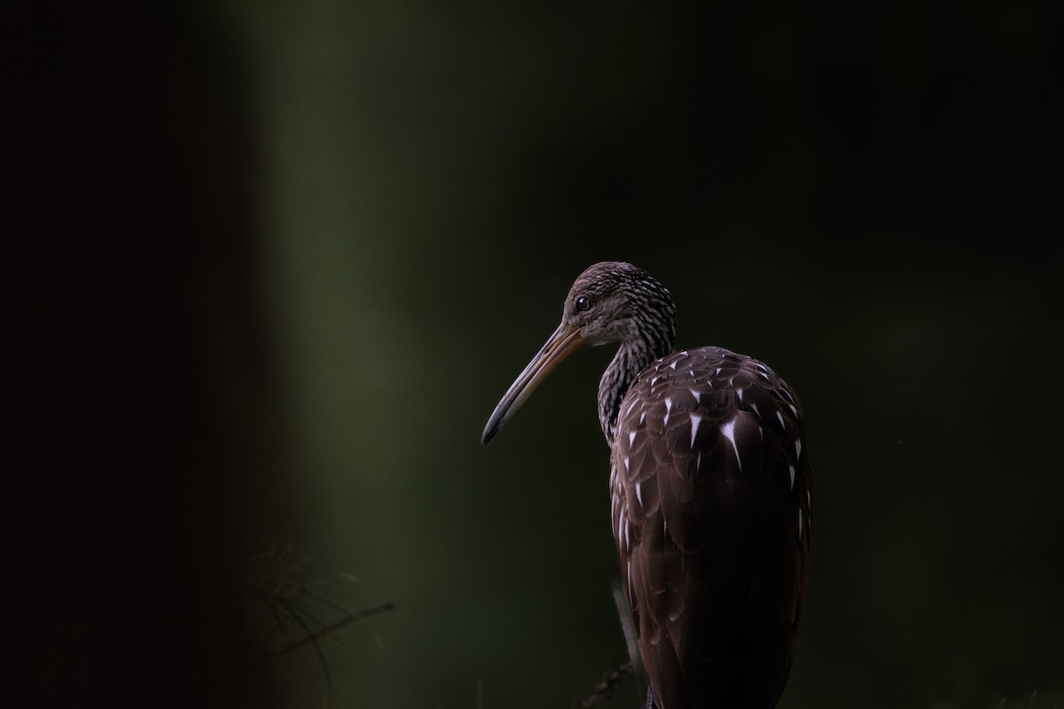 Limpkin - ML640123539