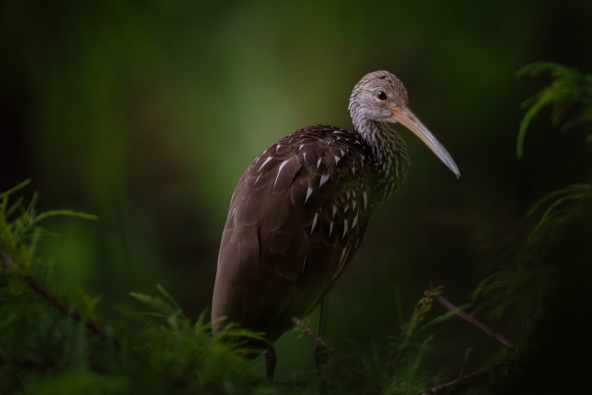 Limpkin - ML640123542