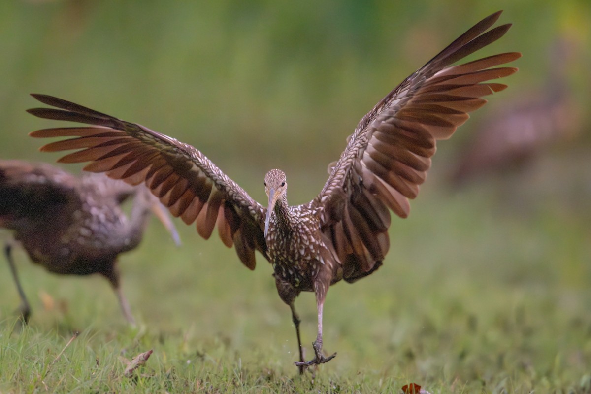 Limpkin - ML640123545