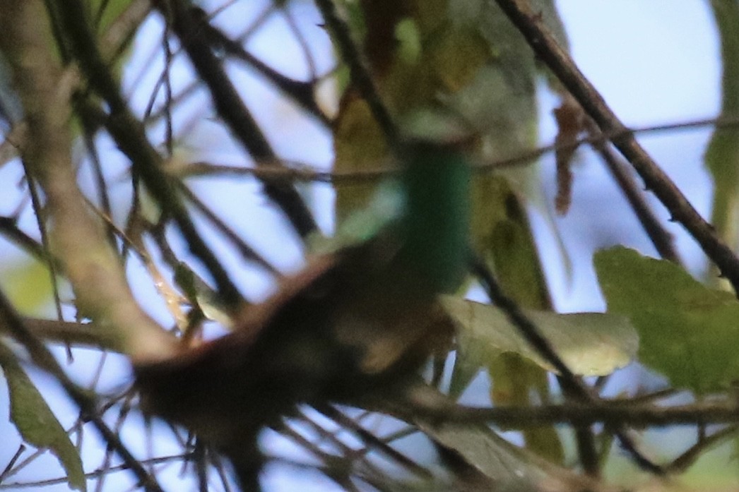 Blue-throated Goldentail - ML640123568