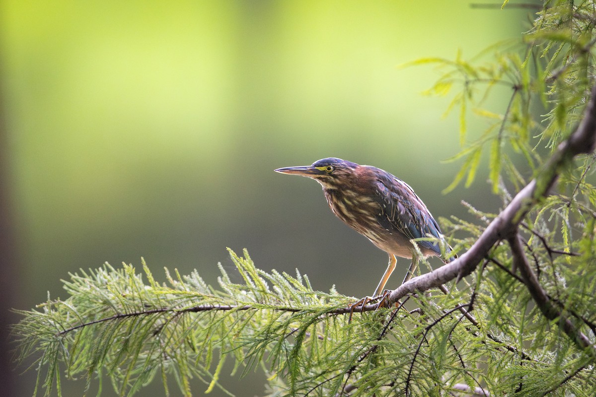 Green Heron - ML640123587