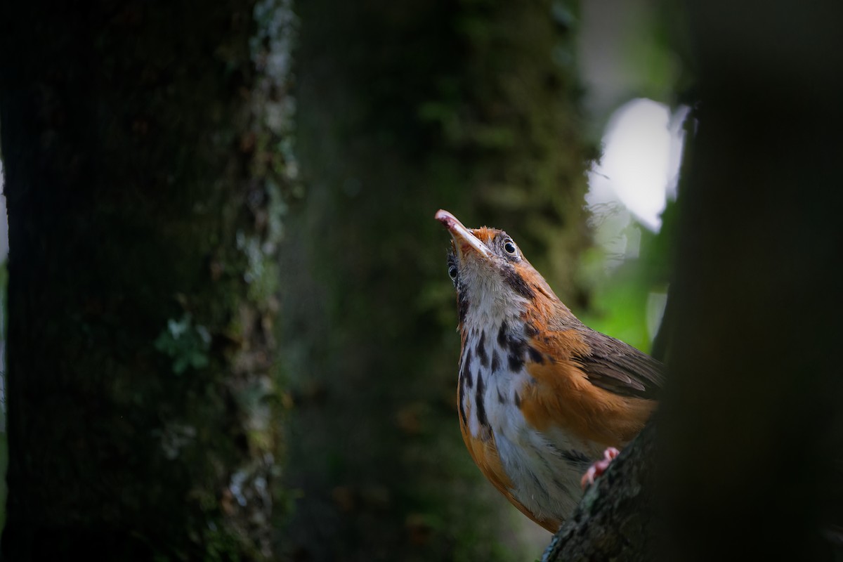Black-streaked Scimitar-Babbler - ML640123605