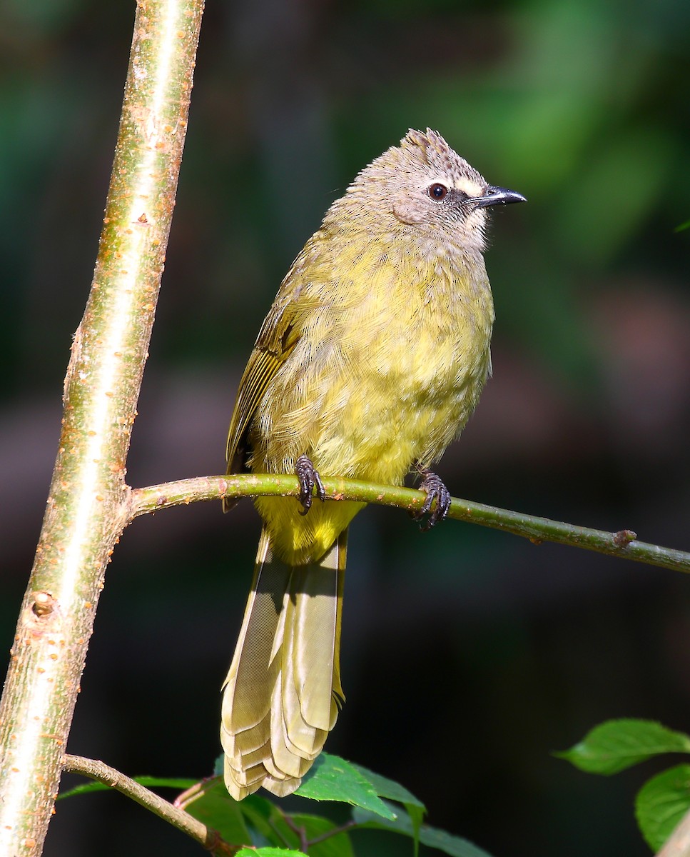 Flavescent Bulbul - ML640123695