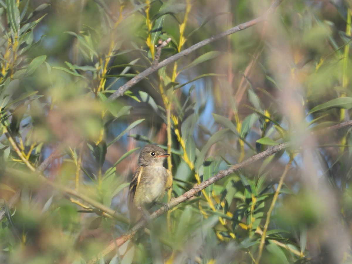 Dusky Flycatcher - ML640123724