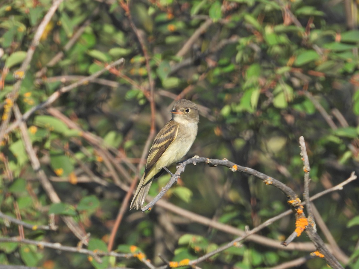 Dusky Flycatcher - ML640123731