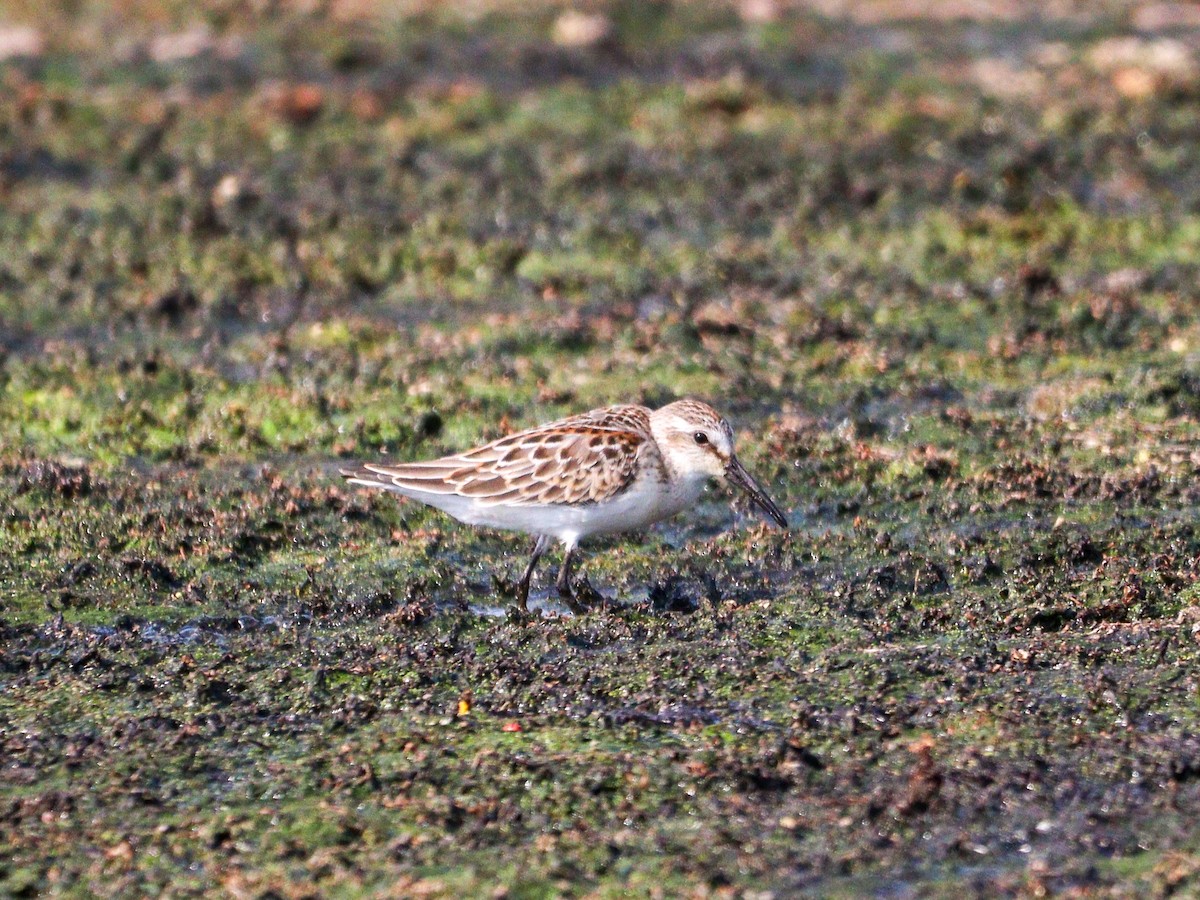 jespák aljašský - ML640123775