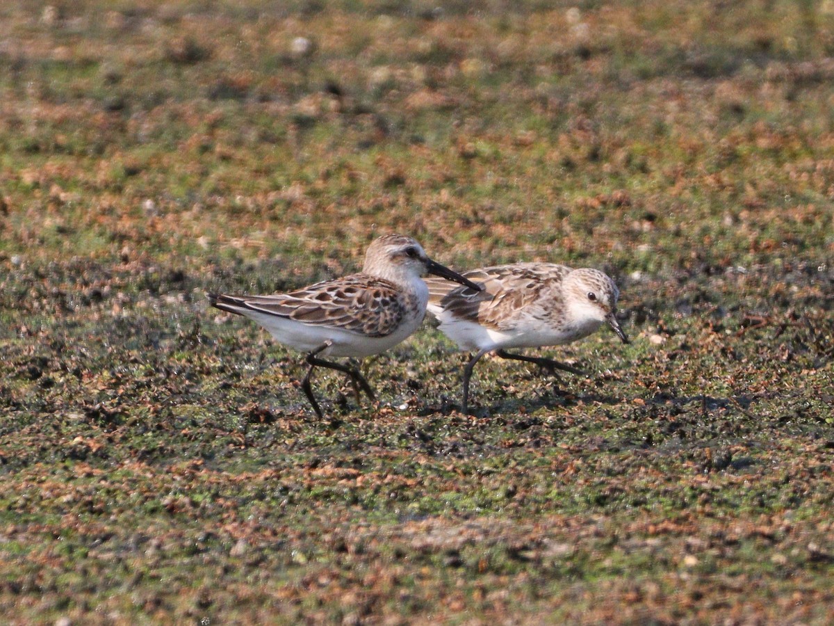 jespák aljašský - ML640123777