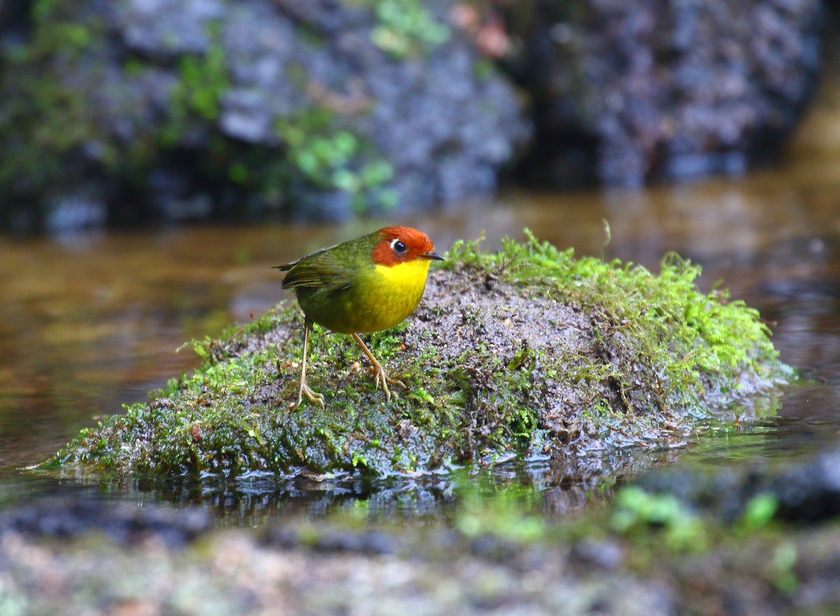 Chestnut-headed Tesia - ML640123780