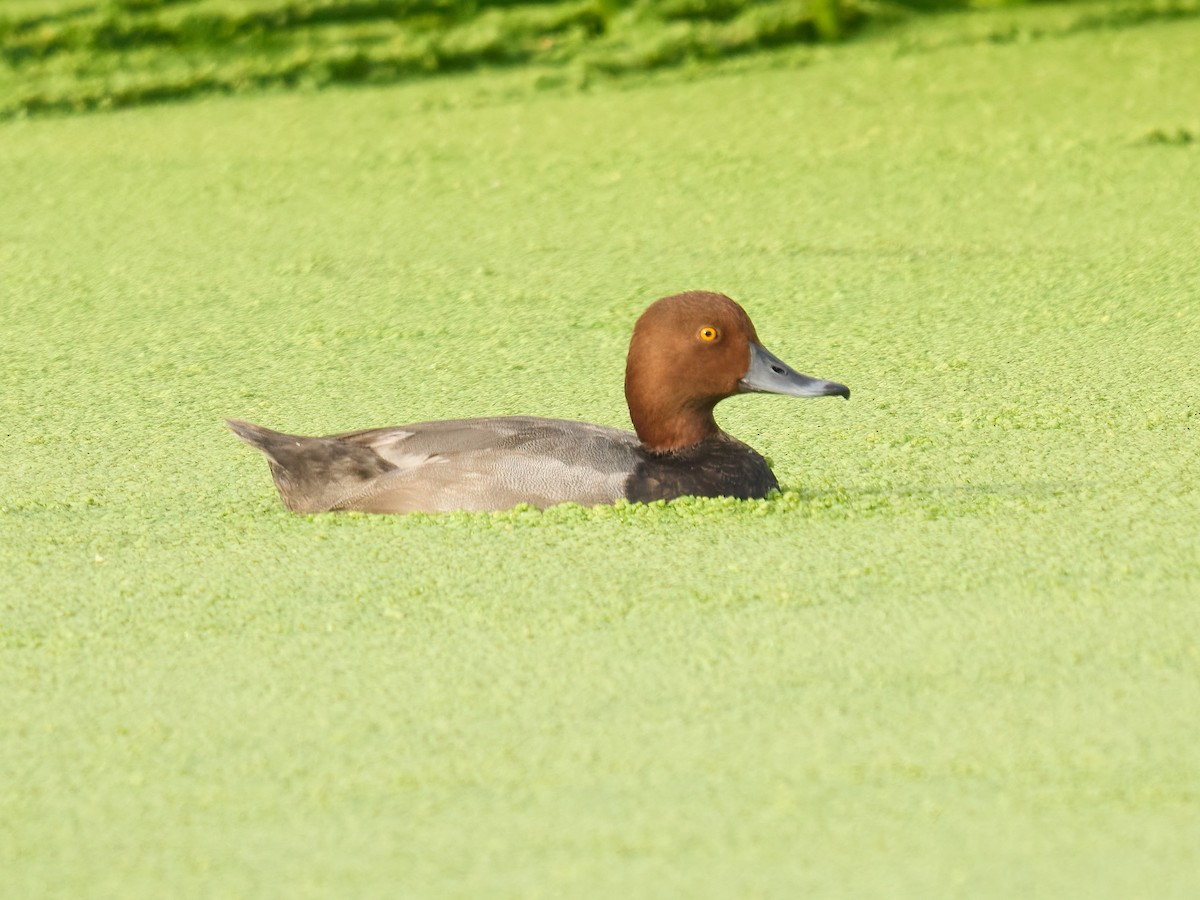 Redhead - ML640123808