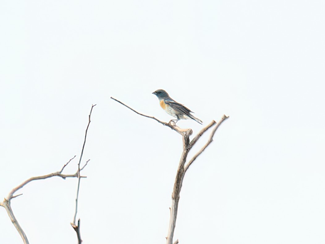 Lazuli Bunting - ML640123816