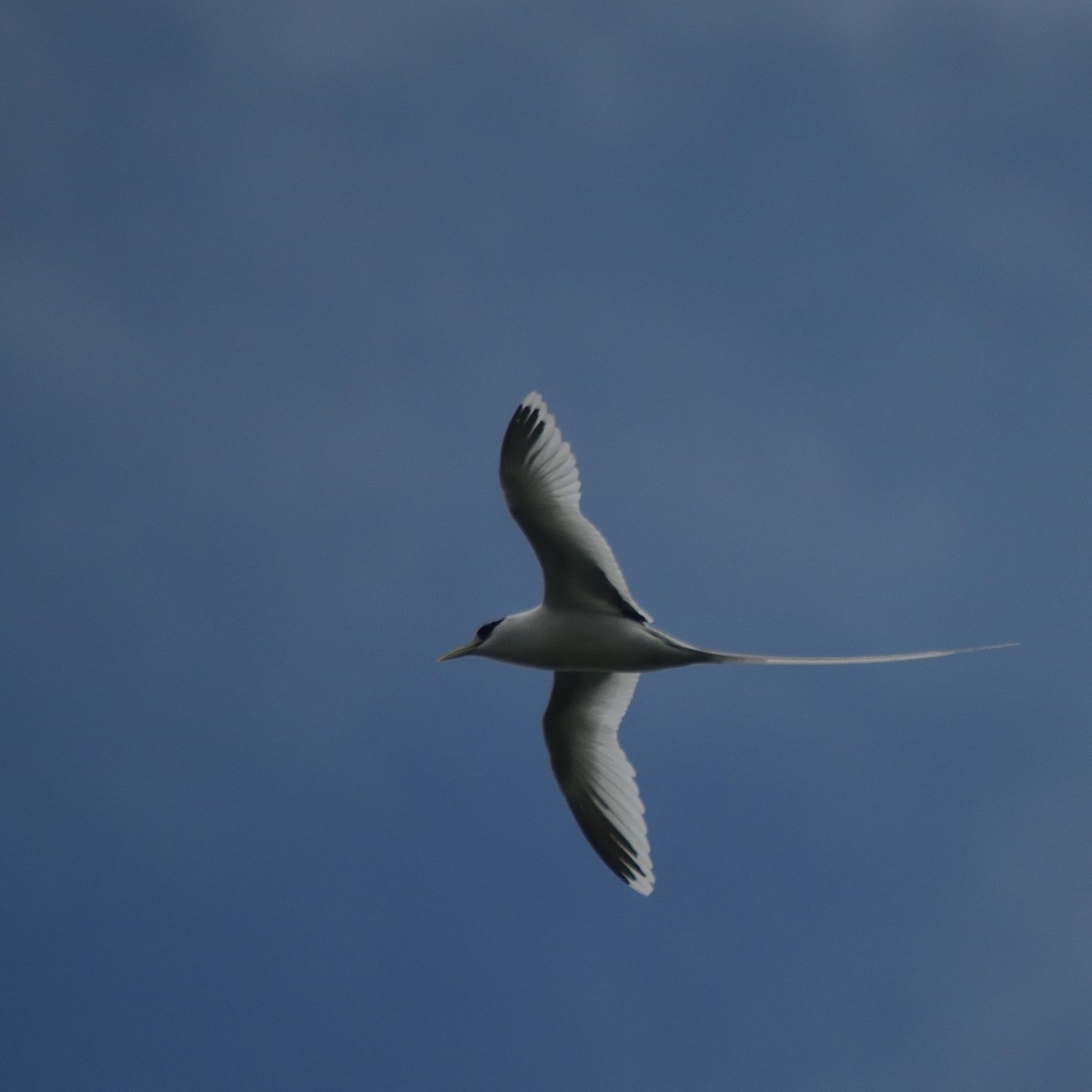 White-tailed Tropicbird - ML640123846