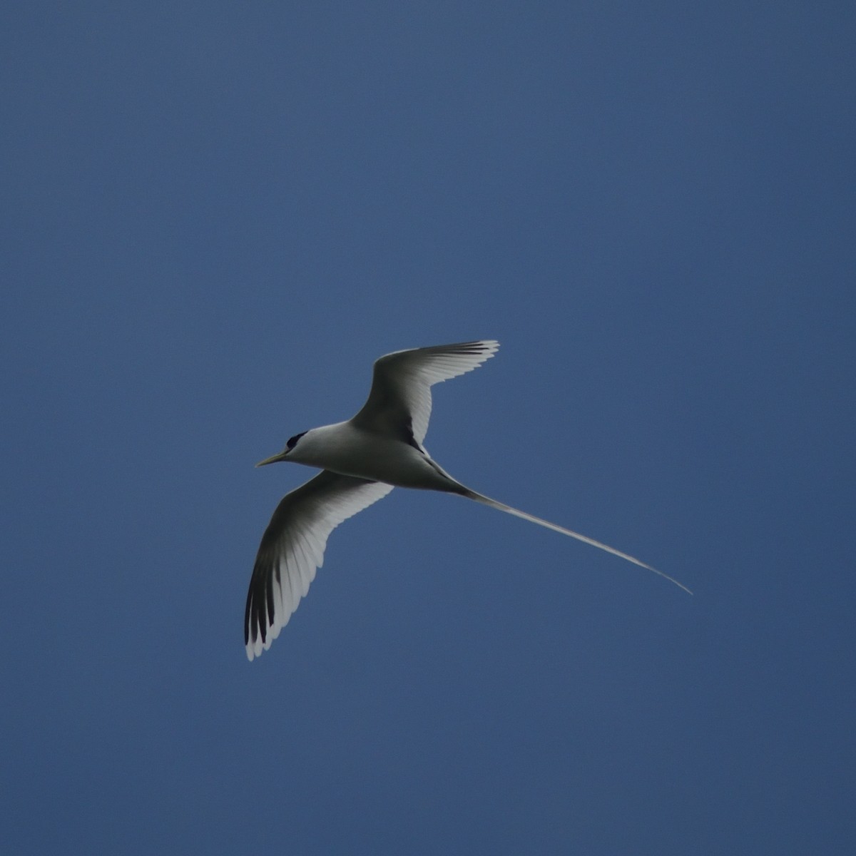 White-tailed Tropicbird - ML640123847