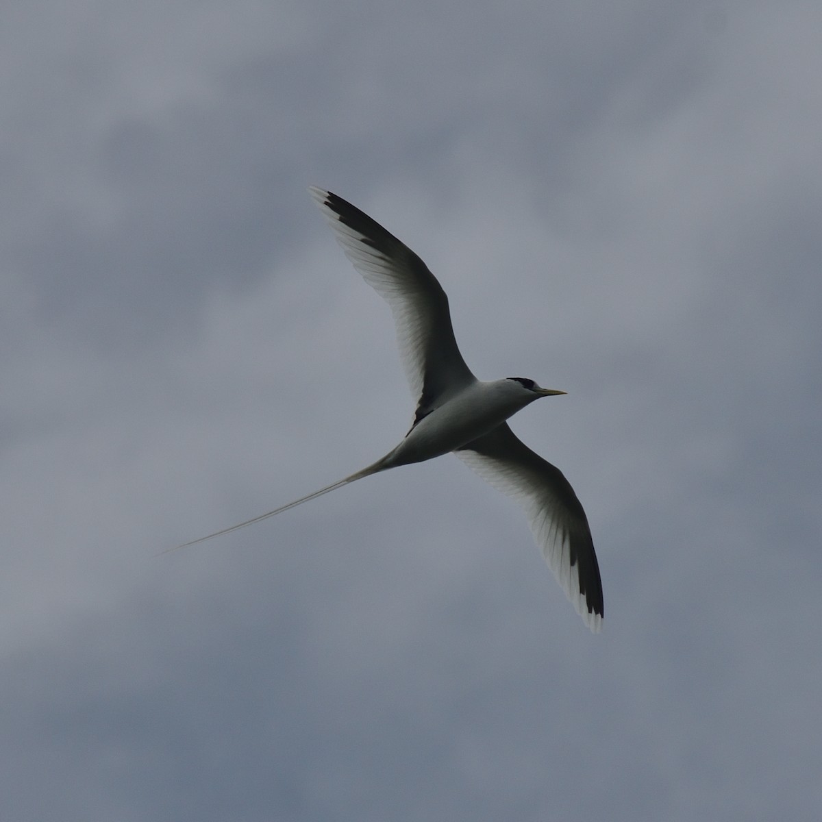 White-tailed Tropicbird - ML640123849