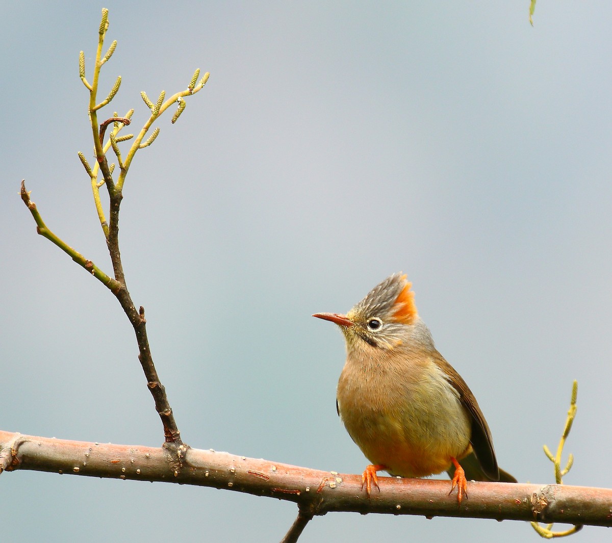 Rufous-vented Yuhina - ML640123883