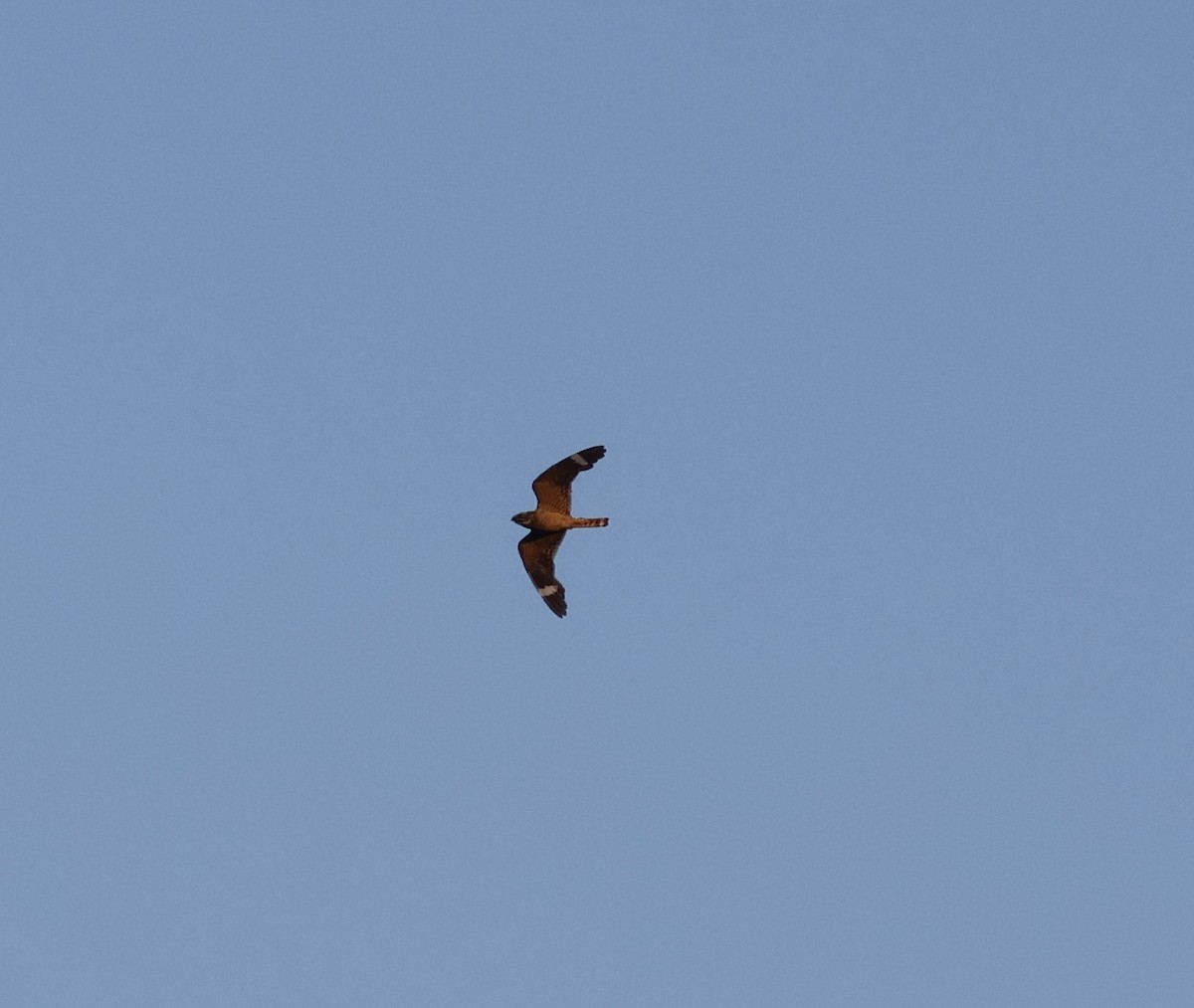 Lesser Nighthawk - ML640123899