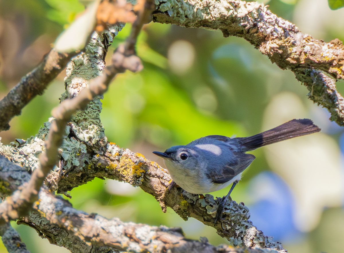 Blue-gray Gnatcatcher - ML640123939