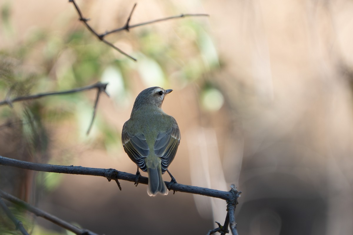Western Warbling Vireo - ML640124008