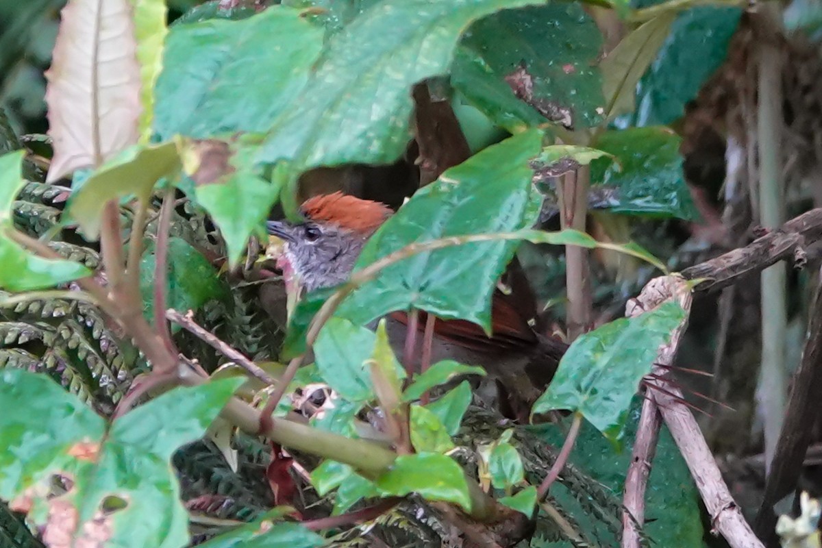 Azara's Spinetail - ML640124010