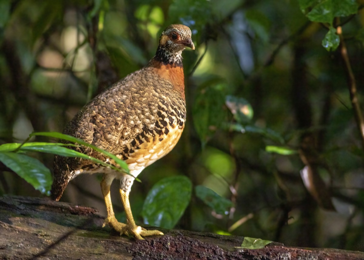 Chestnut-necklaced Partridge - ML640124060