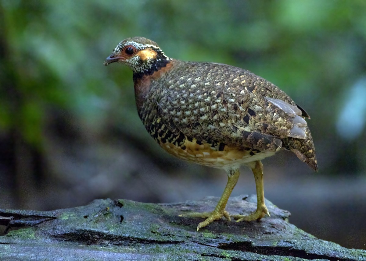 Chestnut-necklaced Partridge - ML640124069