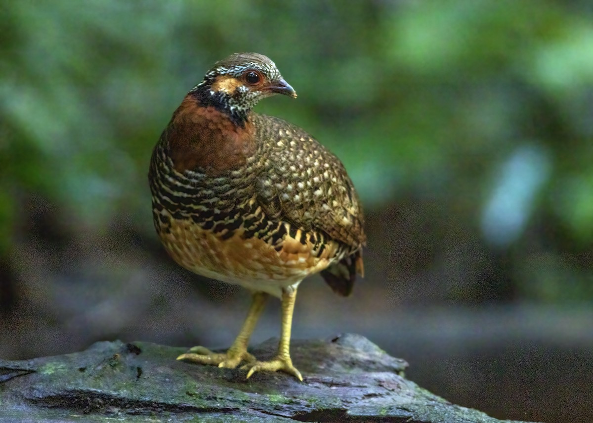 Chestnut-necklaced Partridge - ML640124070