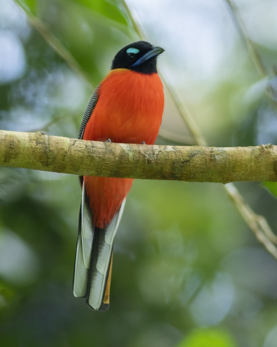 Rotbürzeltrogon - ML640124074