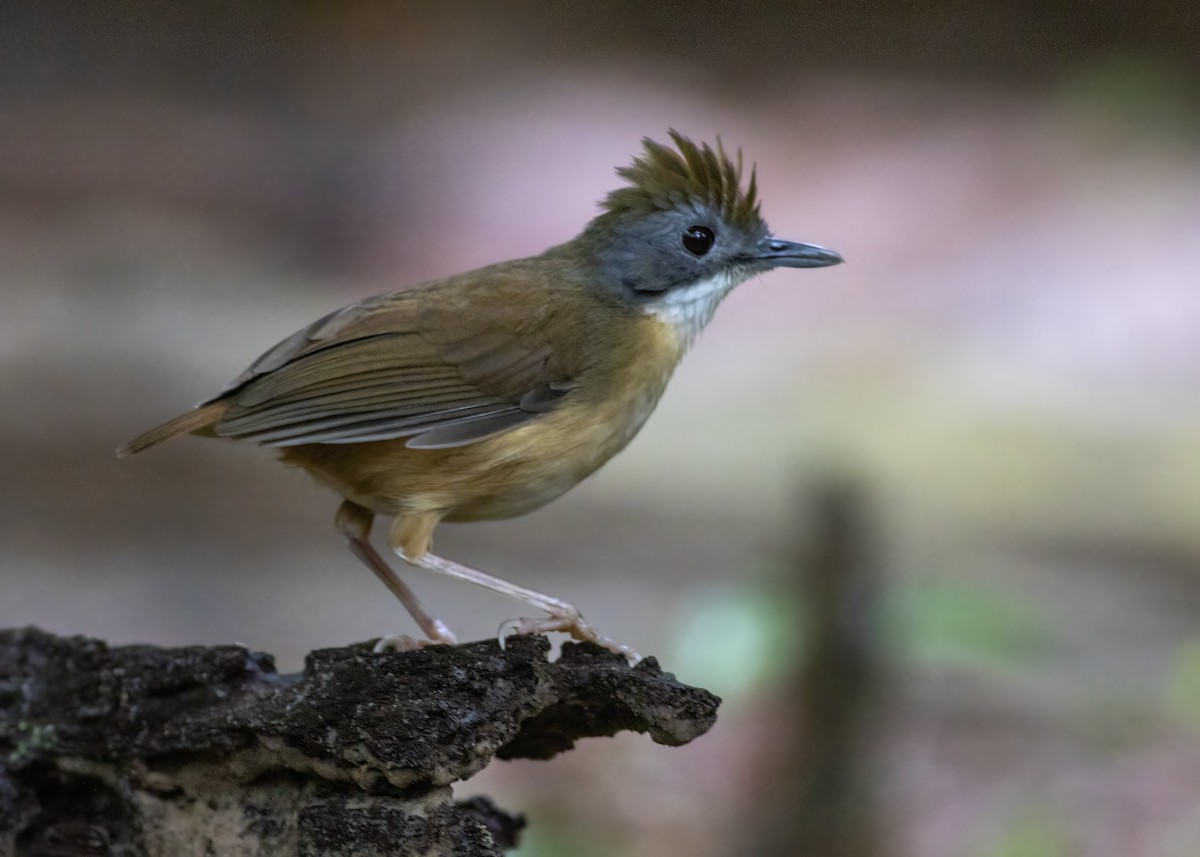 Short-tailed Babbler - ML640124080