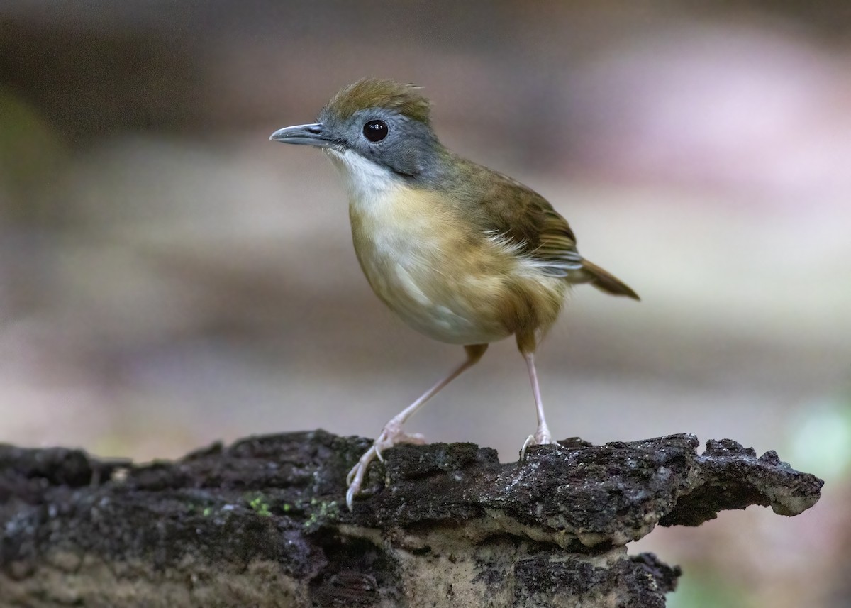 Short-tailed Babbler - ML640124081