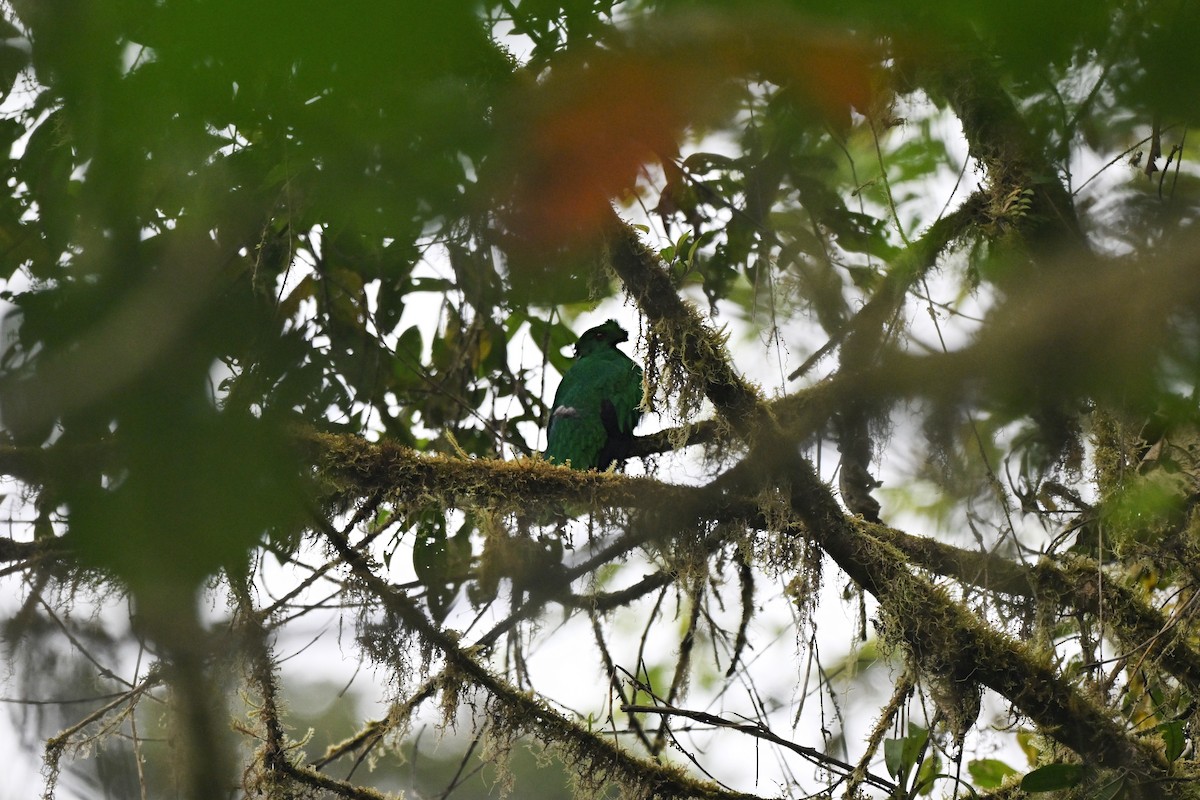 Crested Quetzal - ML640124101