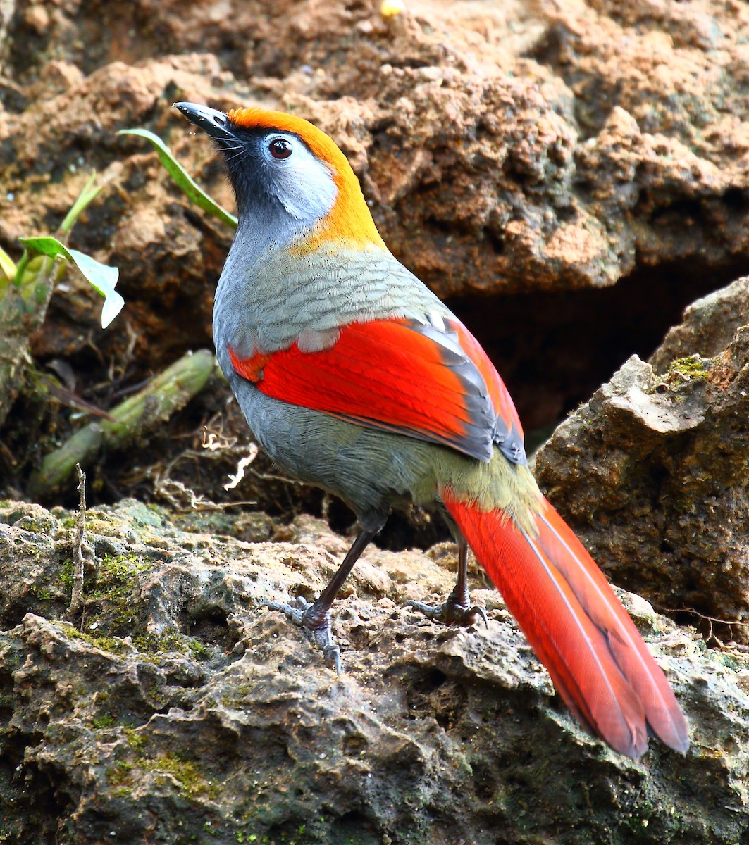 Red-tailed Laughingthrush - ML640124107