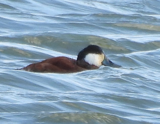 Érismature rousse - ML640124172