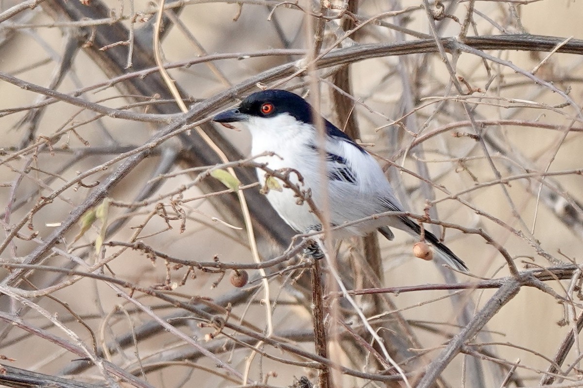 セグロフクレヤブモズ - ML640124179