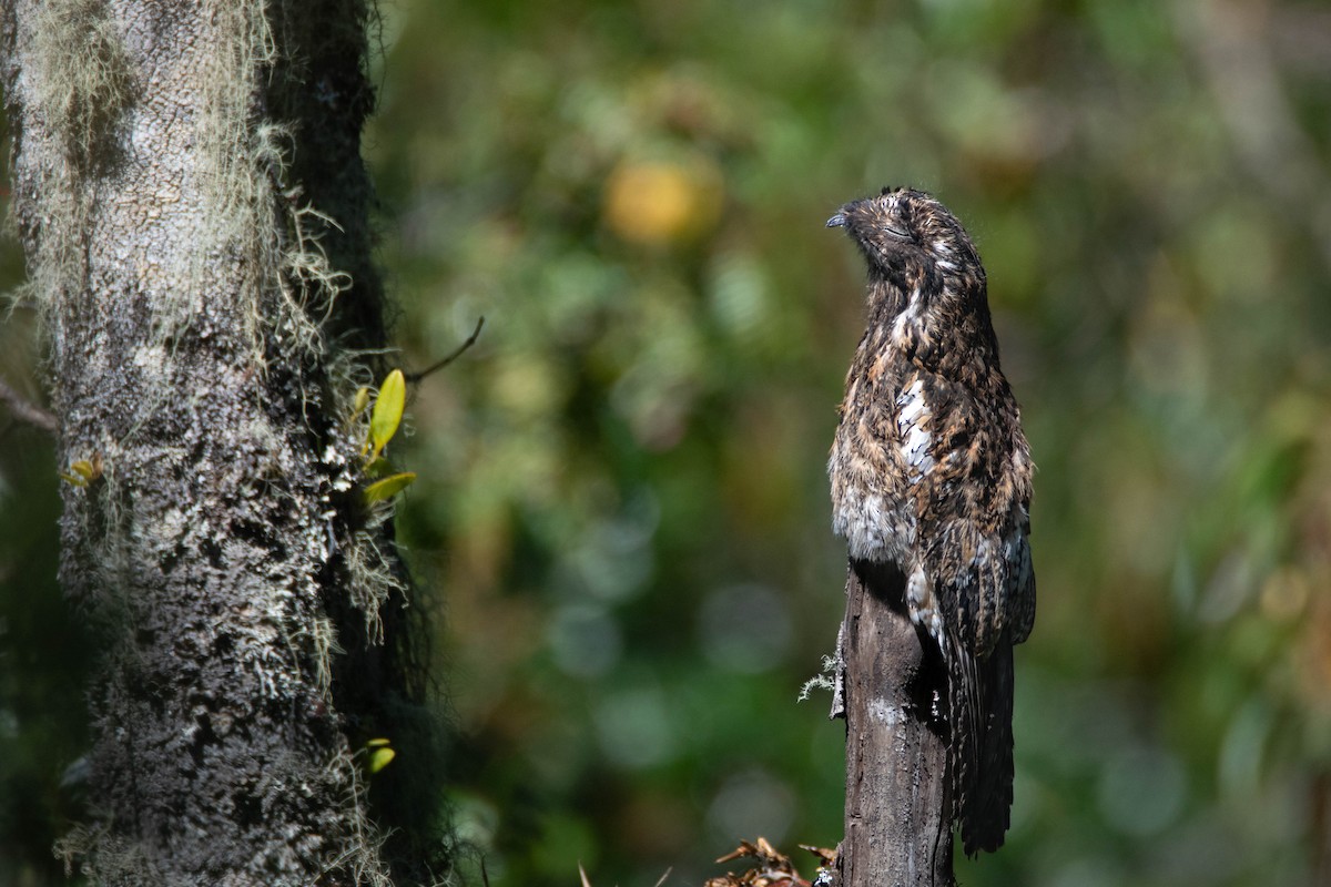 Andean Potoo - ML640124186