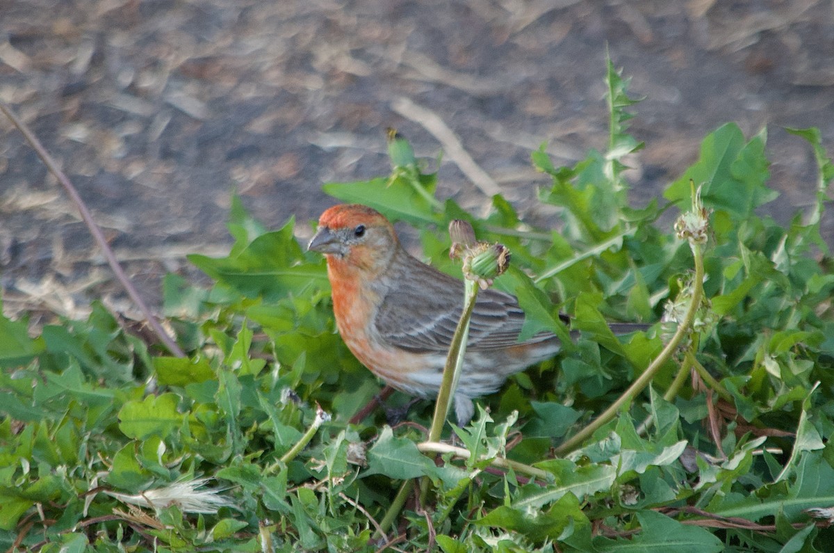House Finch - ML640124268