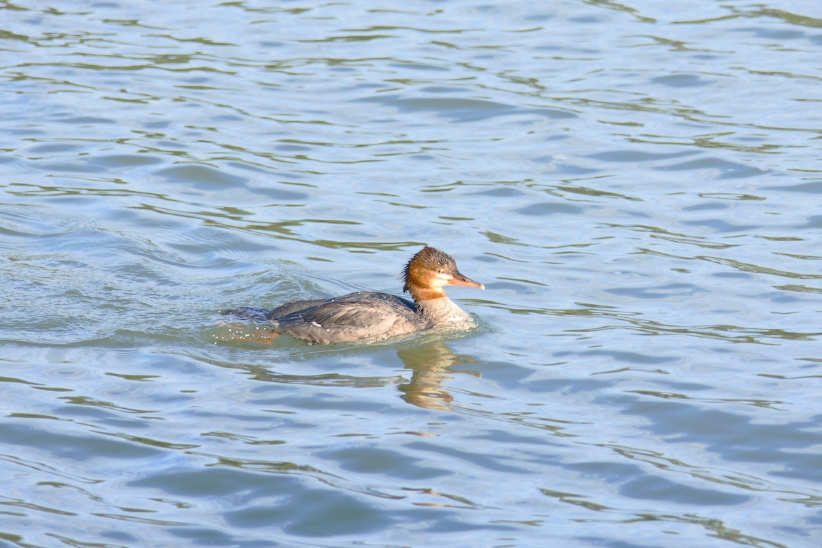 Common Merganser - ML640124273