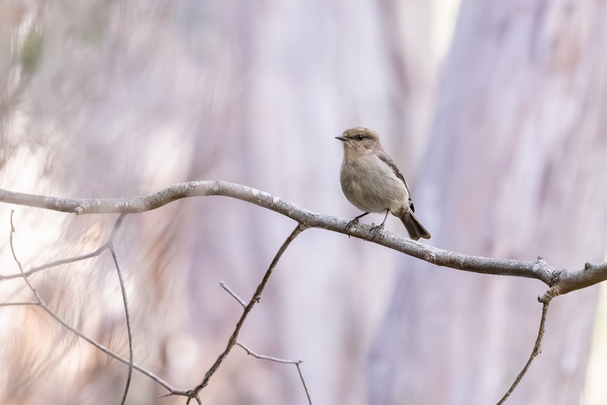 Dusky Robin - ML640124276