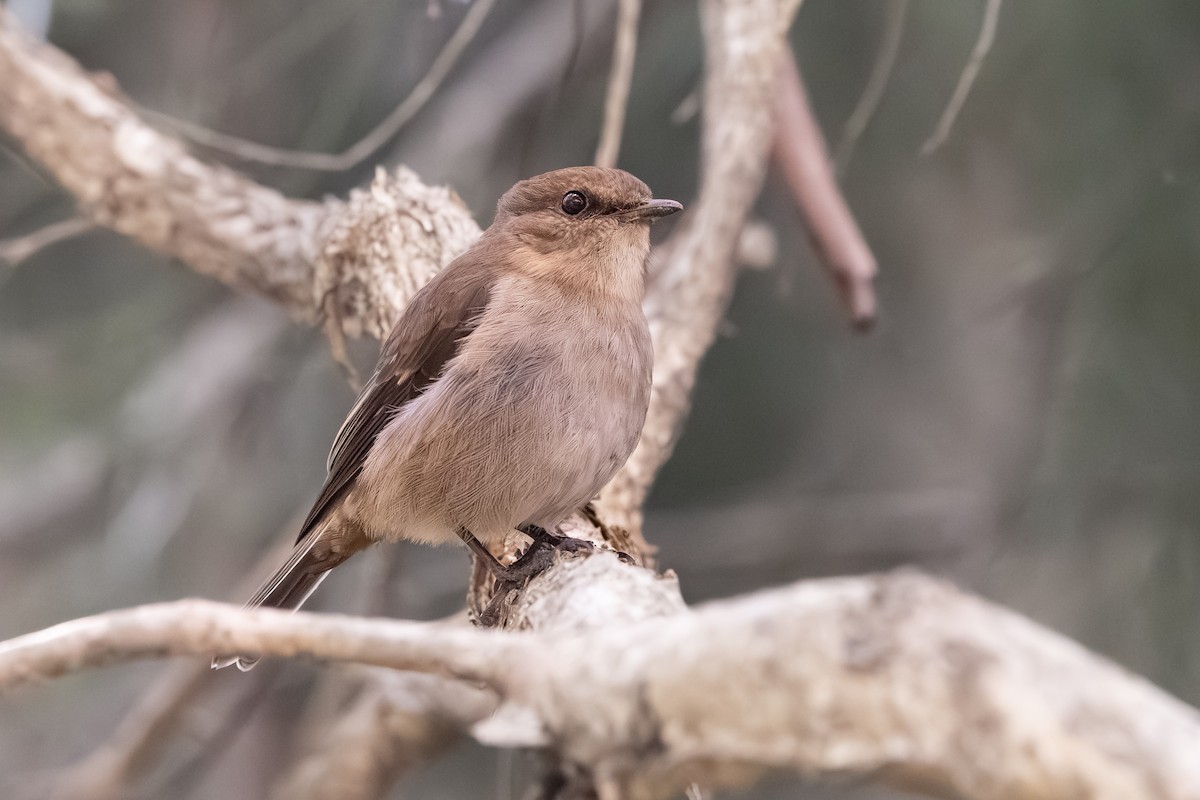 Dusky Robin - ML640124277