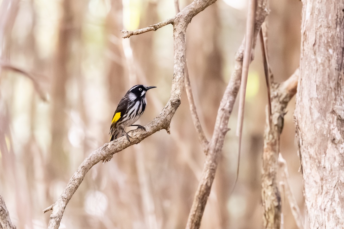 New Holland Honeyeater - ML640124282