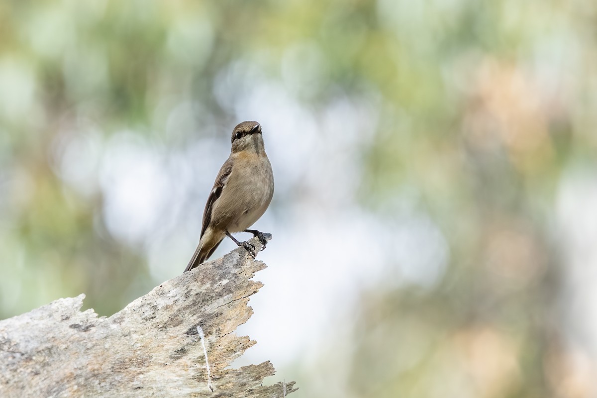 Dusky Robin - ML640124286
