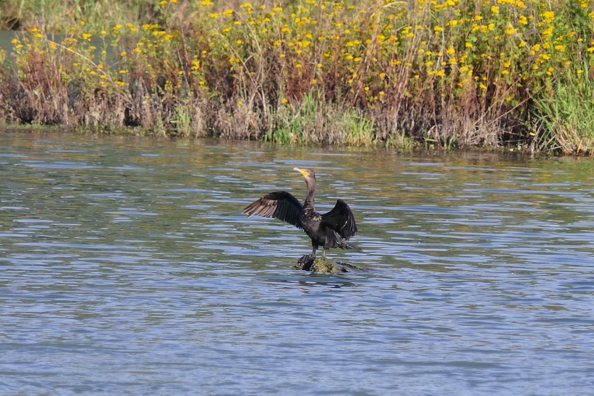 Double-crested Cormorant - ML640124287