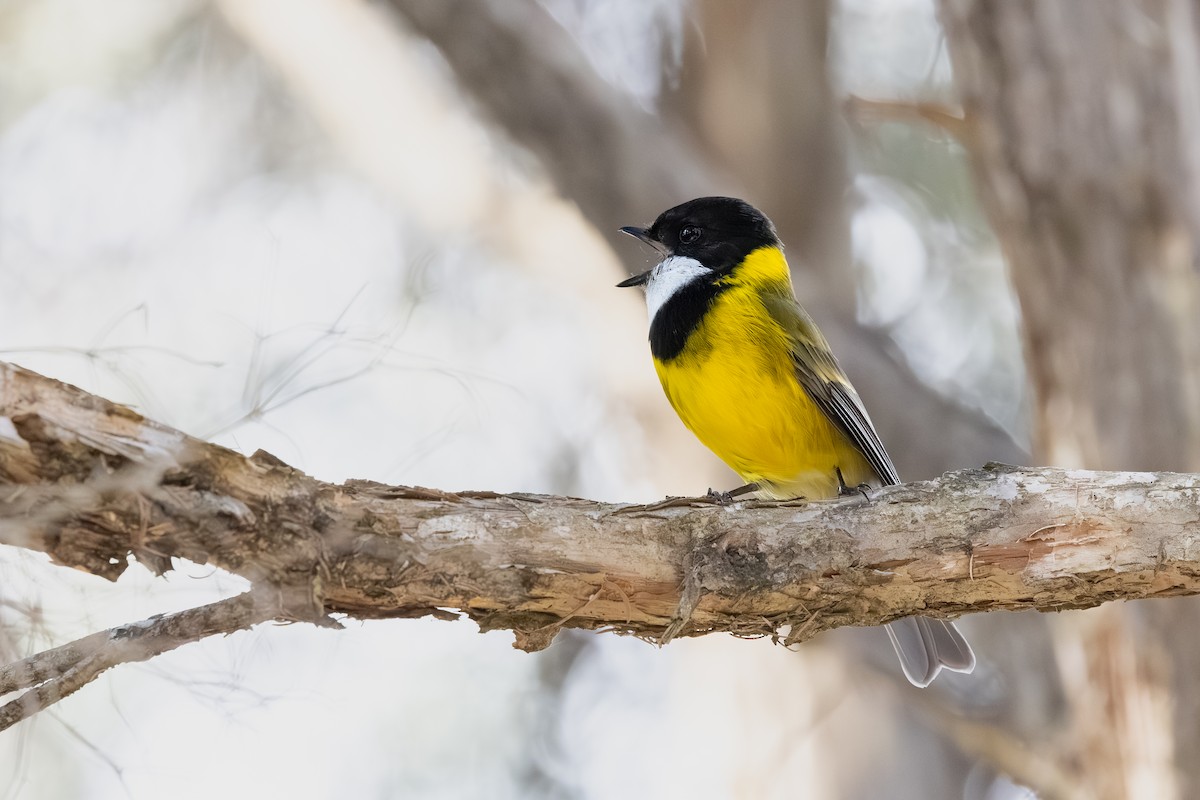 Golden Whistler - ML640124292